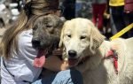 Ημέρα υιοθεσίας αδέσποτων στη Γλυφάδα – Μια ευκαιρία για μια νέα αρχή